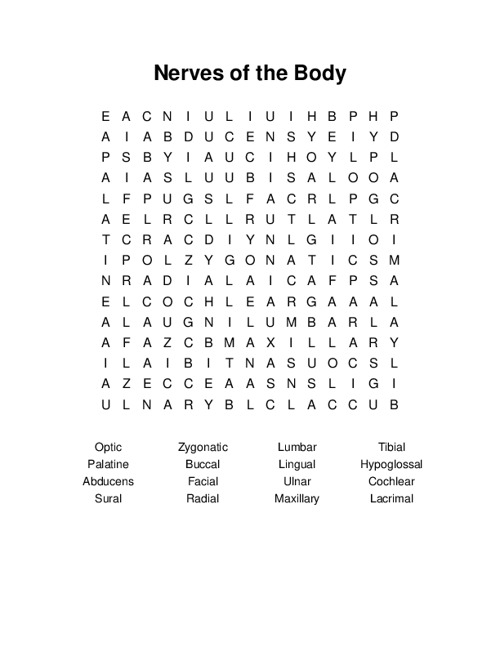 Nerves of the Body Word Search Puzzle