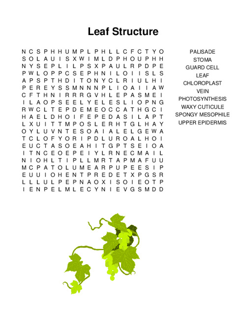 Leaf Structure Word Search Puzzle