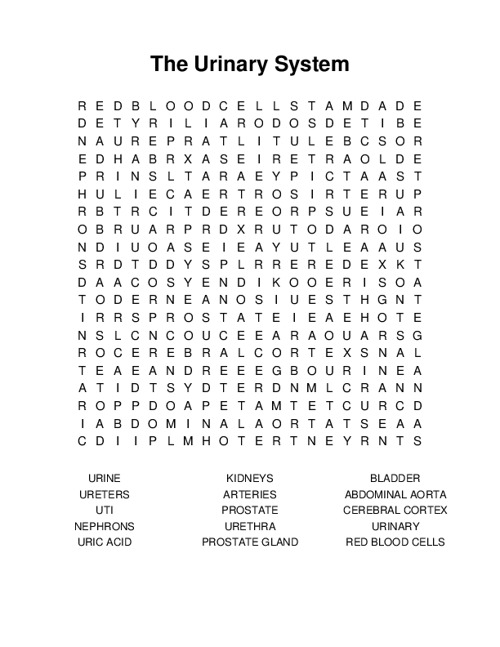 The Urinary System Word Search Puzzle