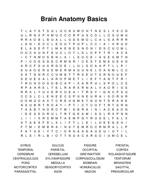 Brain Anatomy Basics Word Search Puzzle