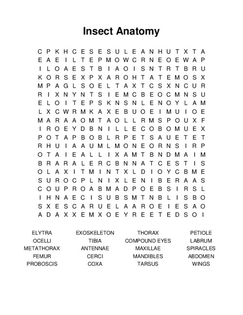 Insect Anatomy Word Search Puzzle