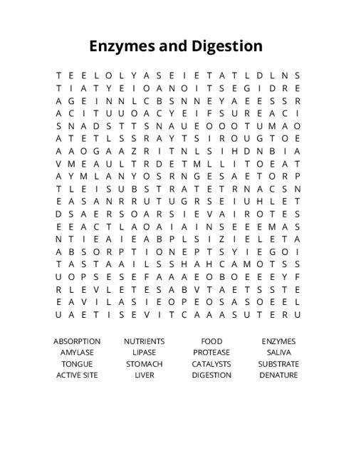 Enzymes and Digestion Word Search Puzzle